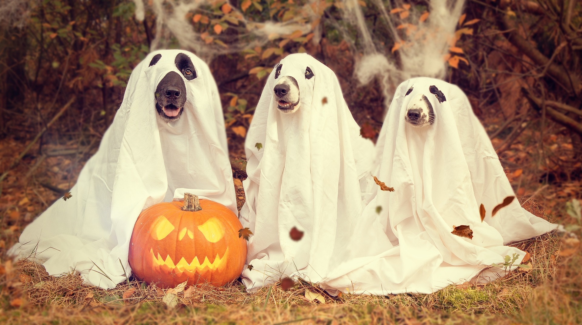 Wszystkich Świętych czy Halloween?