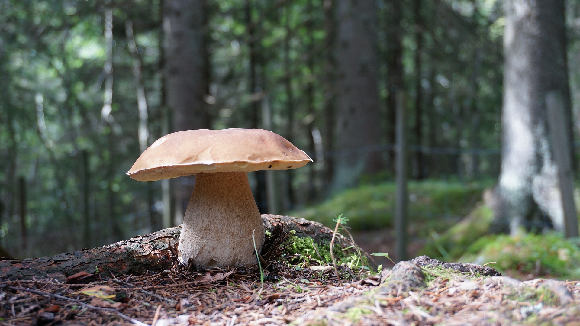 Jesienny wysyp grzybów - Jura